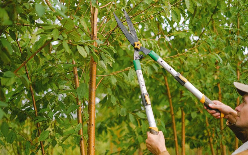 Tree trimming in Francesville, IN